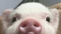 Il mio maialino 🐽
