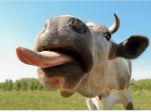 🐄