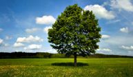 🌳Il nostro Alby🌳